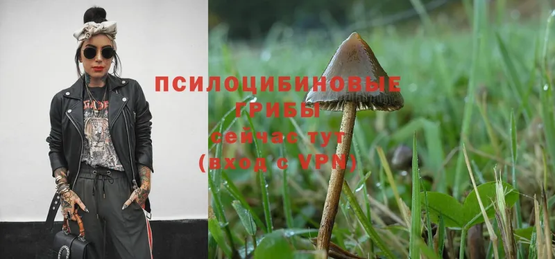 Псилоцибиновые грибы Psilocybe  купить закладку  Калтан 